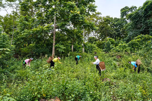 Người dân Phú Thọ khai thác các cây dược liệu quý dưới tán rừng. Ảnh: Thành Dân