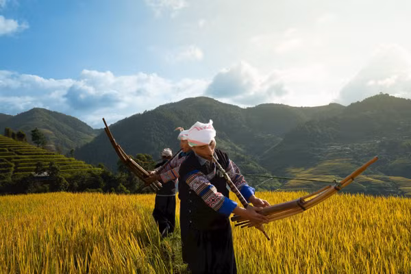 Biểu diễn khèn H’Mông giữa mùa vàng Lao Chải.