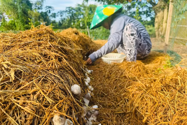 Hướng dẫn nông hộ sử dụng rơm rạ để trồng nấm. Ảnh: Rikolto