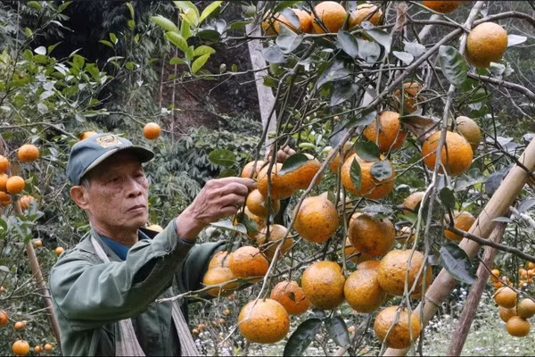 Nhiều loại cây trồng trên địa bàn tỉnh Thái Nguyên mang lại hiệu quả kinh tế cao, gúp người dân làm giàu. Ảnh: Ngọc Tú