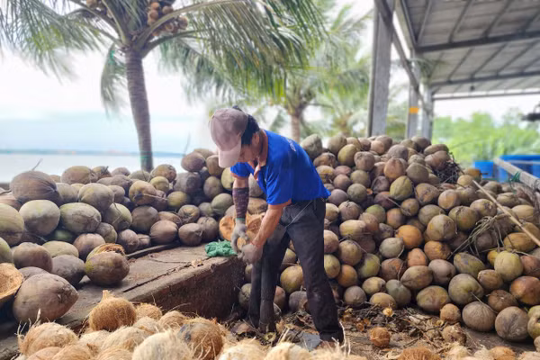 Khu sơ chế dừa của BEINCO.