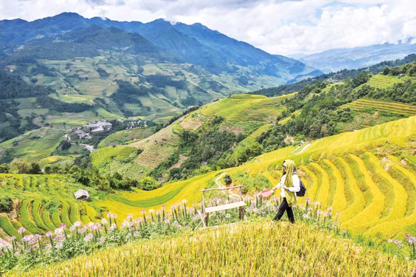 Màu no ấm bắt đầu nhuộm vàng những thửa ruộng bậc thang nơi đất trời Tây Bắc. 