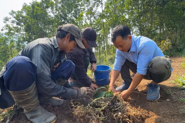 Cán bộ xã Sơn Tây Thượng (Quảng Ngãi) hướng dẫn người dân trồng cà-phê xen canh.