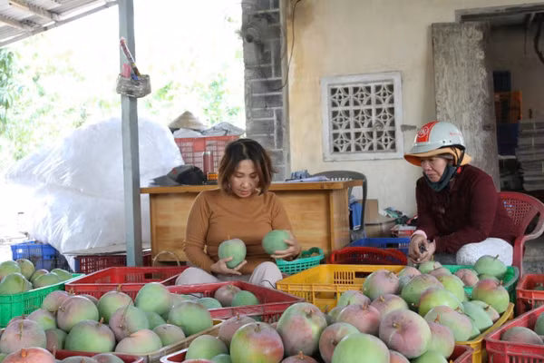 Người dân luôn phải đối mặt tình trạng được mùa mất giá. Ảnh: THANH SANG