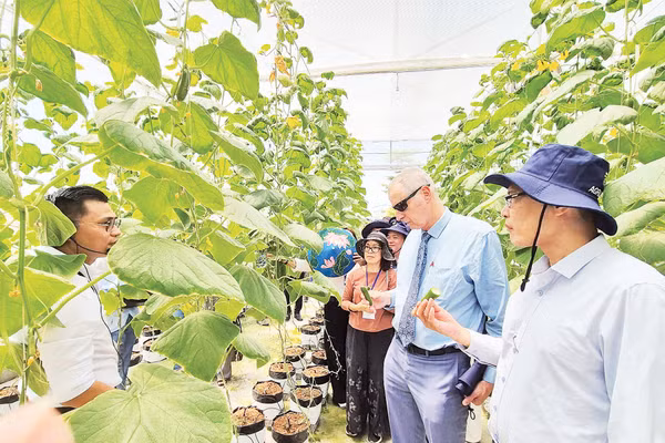 Trang trại thực nghiệm trồng dưa chuột công nghệ Israel tại xã Hồng Sơn, thành phố Hà Nội. (Nguồn ảnh: Đại sứ quán Israel tại Việt Nam)