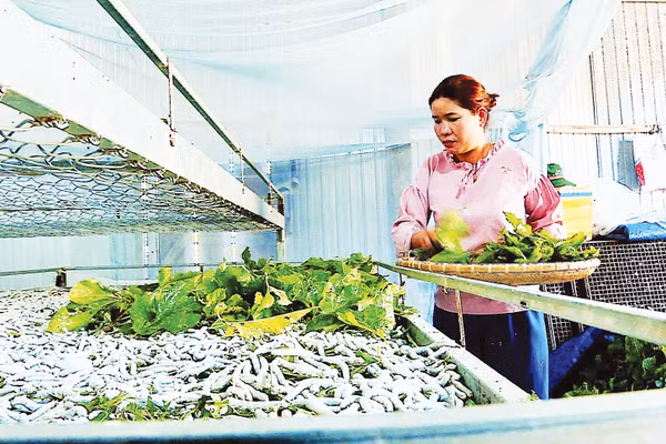 Đẩy mạnh ứng dụng và chuyển giao công nghệ góp phần phát triển bền vững nghề trồng dâu, nuôi tằm tại Lâm Đồng.