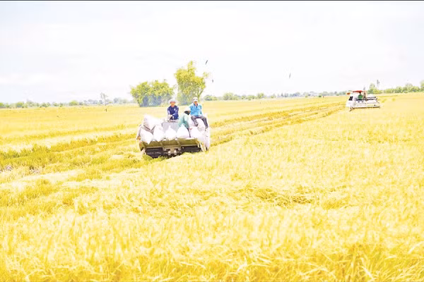 Thành viên Hợp tác xã nông nghiệp Bàu Môn (An Giang) thu hoạch lúa. 