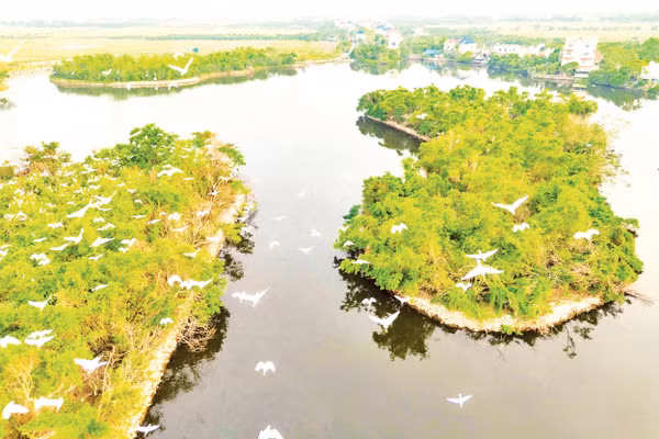 Những cánh cò làm đẹp cuộc sống ở làng quê. Ảnh: Hoàng Nết 