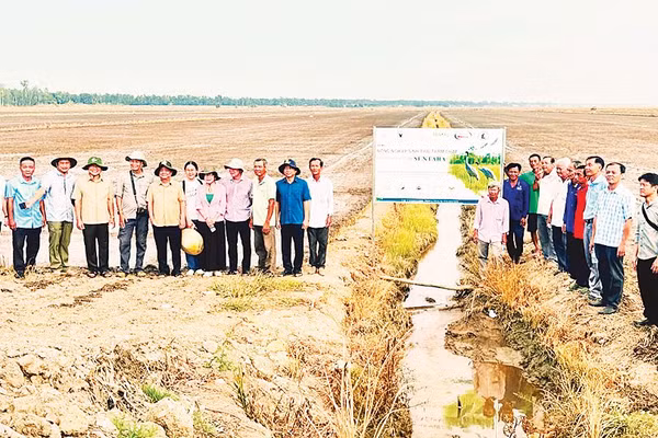 Cán bộ địa phương, nhà khoa học, nông dân tham quan mô hình sản xuất lúa sinh thái tại xã Tràm Chim. Ảnh: Hoàn Quân