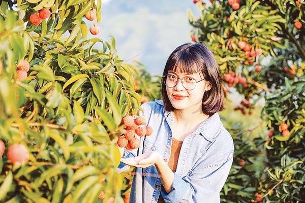 Định hướng phát triển du lịch nông nghiệp thông qua mô hình trải nghiệm, tham quan vườn vải, kết hợp lưu trú tại chỗ đã được tỉnh Bắc Ninh triển khai hiệu quả trong những năm gần đây. (Nguồn Tico Travel)