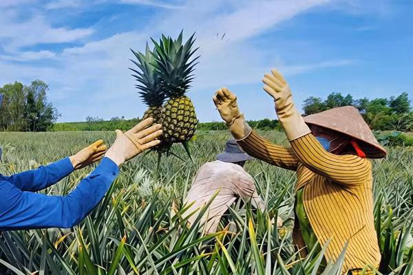 Chương trình mỗi xã một sản phẩm (OCOP) đang mở ra cơ hội lớn cho nông sản địa phương.
