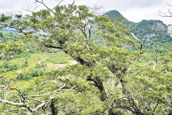 Bách xanh đá là loài thực vật cổ và đặc hữu của Việt Nam, hiện còn sót lại chủ yếu ở Vườn quốc gia Phong Nha-Kẻ Bàng. 