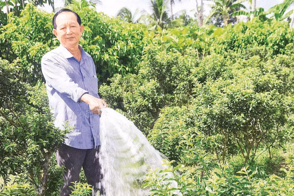 Dù tuổi cao nhưng ông Phúc vẫn miệt mài lao động, sản xuất.