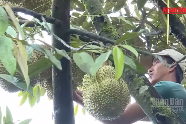 [Video] Phân cấp cho cấp xã cấp mã số vùng trồng, cơ sở đóng gói