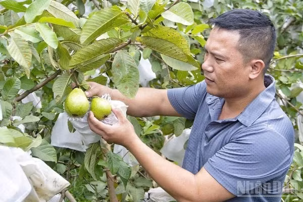 Vườn ổi không hạt của gia đình anh Nguyễn Văn Thắng cho thu nhập hàng trăm triệu đồng mỗi năm. (Ảnh: Đ.P)