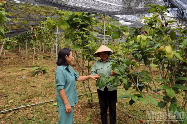 Dược sĩ Nguyễn Thanh Tuyền (bên trái) cùng công nhân kiểm tra cây trà hoa vàng. (Ảnh: XUÂN KỲ)