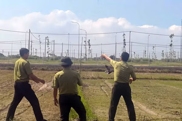 Lưới giăng để bắt chim hoang dã được phát hiện và tiêu hủy ở phường Long Hương, Thành phố Hồ Chí Minh, sáng 5/10. (Ảnh: LÊ ĐÌNH THÌN) 