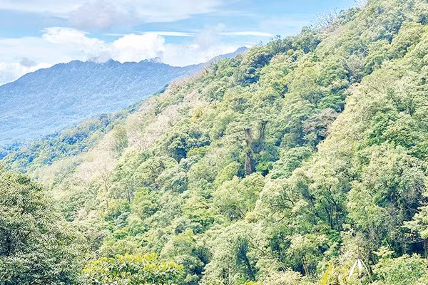 Nhận diện sâm Ngọc Linh bằng phương pháp khoa học 