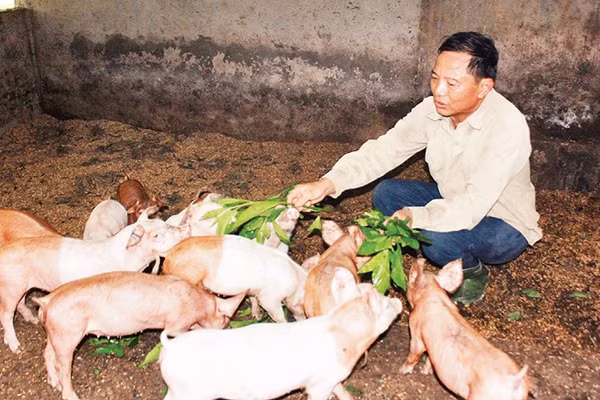 Nhiều người chăn nuôi khó tiếp cận được nguồn hỗ trợ từ Nghị quyết số 03/2025/NQ-HĐND của Hội đồng nhân dân thành phố Huế. 