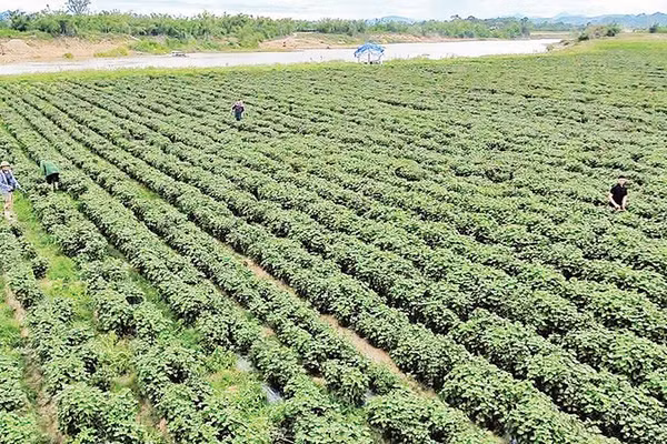 Trên cánh đồng ven sông Con qua xã Nghĩa Đồng, những luống tía tô xanh mướt đang mở ra hướng đi mới cho người dân. 