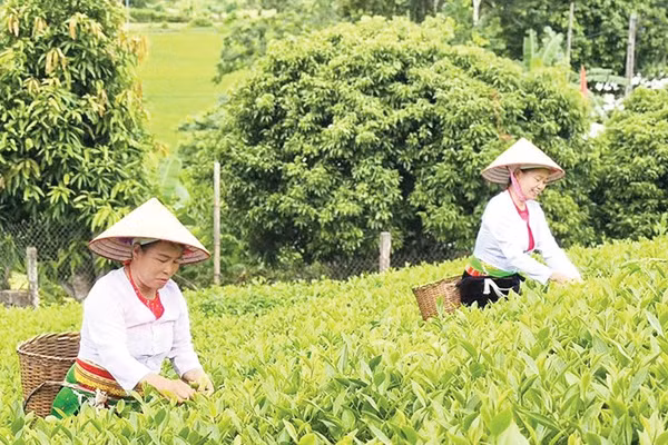 Từ nguồn vốn chính sách, người dân xã Long Cốc đã khai thác tốt tiềm năng, lợi thế địa phương để phát triển cây chè kết hợp du lịch sinh thái, tạo nguồn thu bền vững. 