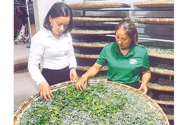 Chị Nguyễn Thị Hồng Lê (áo xanh) kiểm tra lứa tằm mới ấp thành công. 