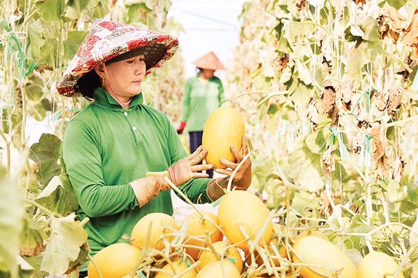 Xã Mỹ Sơn, tỉnh Khánh Hòa chủ trương đẩy mạnh ứng dụng công nghệ cao theo quy trình thống nhất trong sản xuất nông nghiệp. 