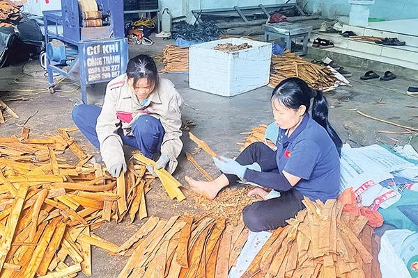 Công nhân bóc, cạo vỏ quế có thu nhập khoảng 300-350 nghìn đồng/người/ngày. 