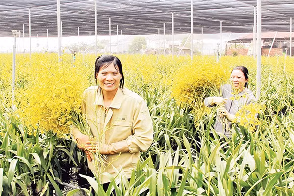 Thu hoạch hoa lan ứng dụng công nghệ cao tại vùng phụ cận Đà Lạt, tỉnh Lâm Đồng. 