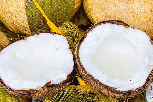 Giống dừa sáp cấy phôi của Hợp tác xã Dừa sáp Hòa Tân, xã An Phú Tân, tỉnh Vĩnh Long cơm dày, thơm ngon. (Ảnh: MINH KHỞI)