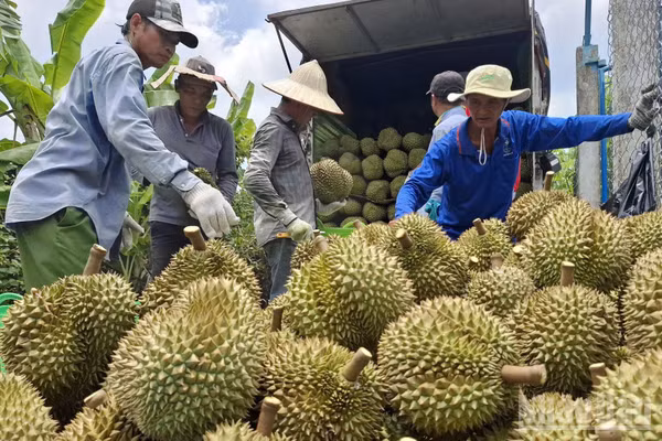 Sản lượng sầu riêng trên địa bàn tỉnh Đồng Tháp hằng năm là rất lớn. (Ảnh: NGUYỄN SỰ)