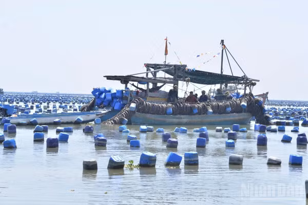 Tình trạng nuôi hàu trên vùng biển tỉnh Đồng Tháp lan rộng trong thời gian qua. (Ảnh: NGUYỄN SỰ) 