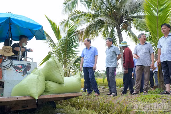 Bí thư Tỉnh ủy Cà Mau Nguyễn Hồ Hải kiểm tra công tác thu hoạch lúa hè thu của người dân vùng ngập úng xã Khánh Hưng. (Ảnh: HỮU TÙNG)