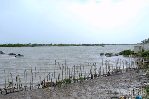 Khung cảnh hoang tàn do ảnh hưởng của sạt lở ven tuyến sông Gành Hào, đoạn qua ấp Canh Điền, xã Gành Hào, tỉnh Cà Mau. (Ảnh: HỮU TÙNG)