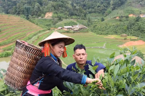 Nổi tiếng hay không thì cuộc sống của vợ chồng chị Vàng Thị Thông vẫn vậy, sáng làm nông, trưa về đón khách. Ảnh: NVCC