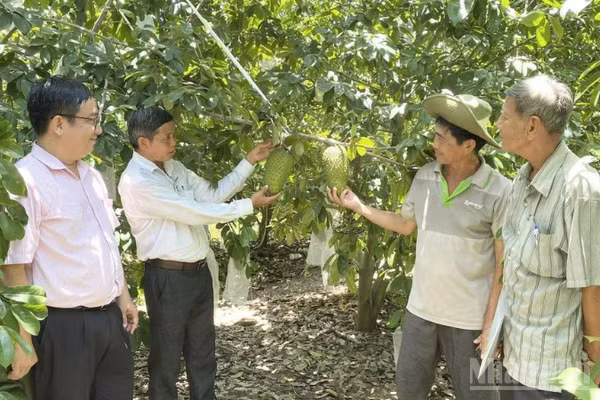 Nông dân Cần Thơ trồng mãng cầu xiêm theo tiêu chuẩn VietGap hướng đến xuất khẩu. (Ảnh: THANH TÂM)