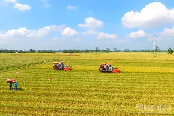 Nông dân Cần Thơ thu hoạch lúa chất lượng cao. (Ảnh: Thanh Tâm)