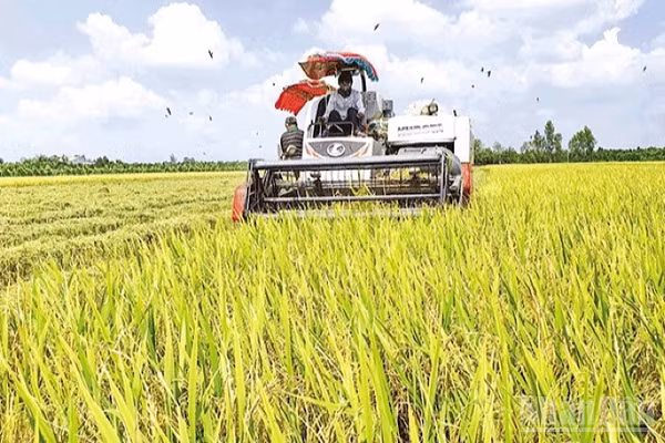 Nông dân Cần Thơ thu hoạch lúa chất lượng cao đáp ứng yêu cầu xuất khẩu. (Ảnh: THANH TÂM)
