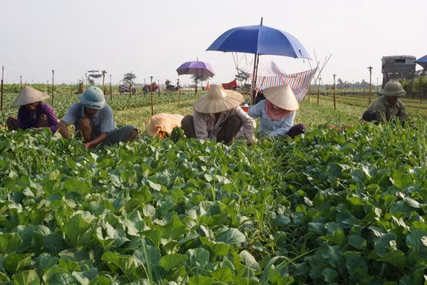 Hiện sản xuất của nông hộ thường nhỏ lẻ, phân tán và mang nặng tính kinh nghiệm. Ảnh: PHÚ TÂY