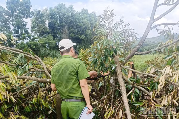 Lực lượng chức năng tỉnh Lâm Đồng khám nghiệm hiện trường vụ cố ý gây thương tích và hủy hoại tài sản tại tiểu khu 1535 (xã quảng Trực) thuộc Công ty Long Sơn quản lý.