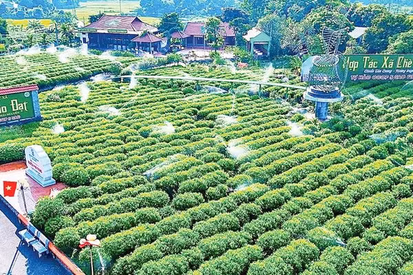 Hợp tác xã Chè Hảo Đạt ở xã Tân Cương ứng dụng khoa học, chuyển đổi số trong quản lý, chăm sóc, chế biến, tiêu thụ chè.