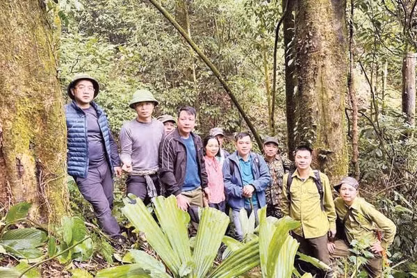 Đoàn khảo sát của xã Đồng Phúc bên hai gốc chè cổ thụ mới phát hiện.