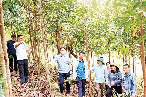 Lãnh đạo xã Bằng Thành kiểm tra mô hình trồng quế (Ảnh THU HƯỜNG)