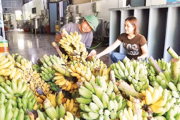 Chị Lê Thị Ánh cùng các thành viên Hợp tác xã Sản xuất Nông Lâm nghiệp và Thương mại Dịch vụ Sơn Bua thu mua chuối của người dân.