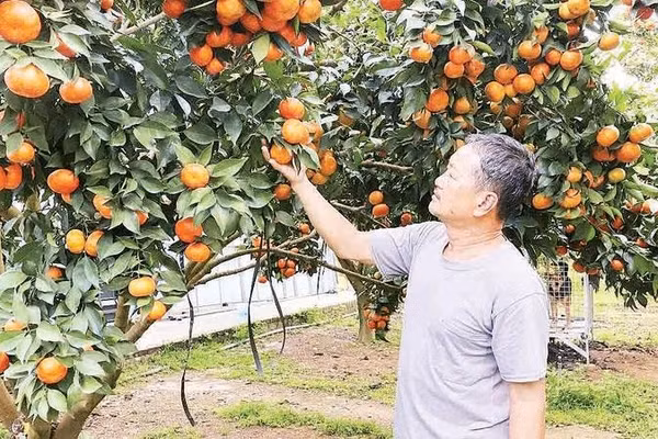 Ông Vũ Xuân Oanh, Giám đốc Hợp tác xã nông nghiệp Đại Đồng, xã Yên Trị ghép cam trên gốc cây bưởi đỏ cho hiệu quả cao.