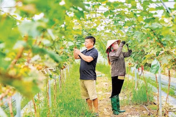 Nông nghiệp xanh là hướng đi bền vững mà Lai Châu đang tập trung hướng đến hiện nay.