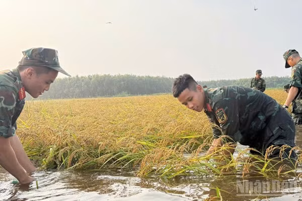 Cán bộ, chiến sĩ giúp dân thu hoạch lúa ngập nước. (Ảnh: THANH PHONG)