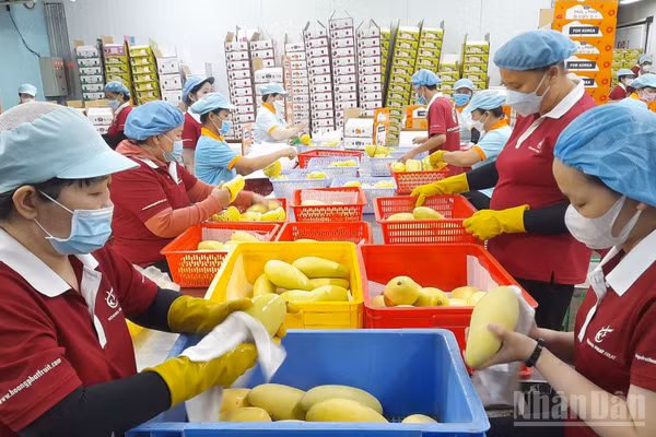 Kinh tế tư nhân là động lực quan trọng của Tây Ninh trong việc hiện thực mục tiêu tăng trưởng hai con số. (Ảnh: THANH PHONG)
