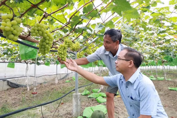 Mô hình trồng nho trong nhà màng của HTX Dịch vụ nông nghiệp Thiệu Hưng.(Ảnh: NGUYỄN DƯƠNG)