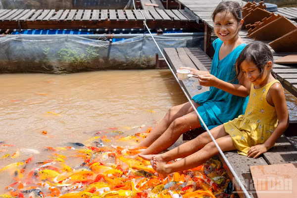 Điểm dừng chân đầu tiên trải nghiệm, như “món khai vị” trước khi du khách ghé thăm Cồn Sơn là bè cá của ông Lý Văn Bon (Bảy Bon), để chiêm ngưỡng vẻ đẹp và sự đa dạng của các loài thủy sản trên sông Mê Kông.